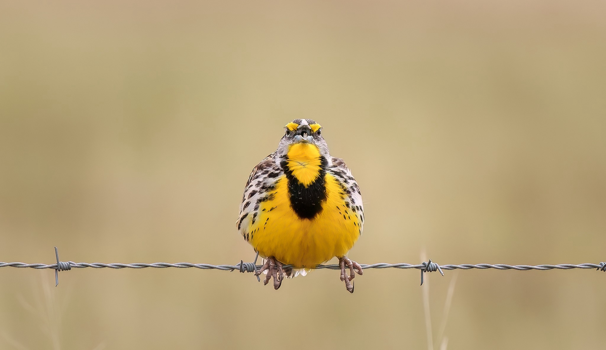 Western meadowlark standing on a wire